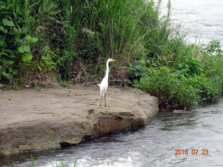 河口のさぎ.jpg