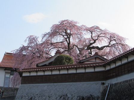 15.03.31桜２.JPG