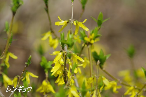 殿ヶ谷戸庭園にて