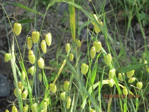 コバンソウ（小判草）