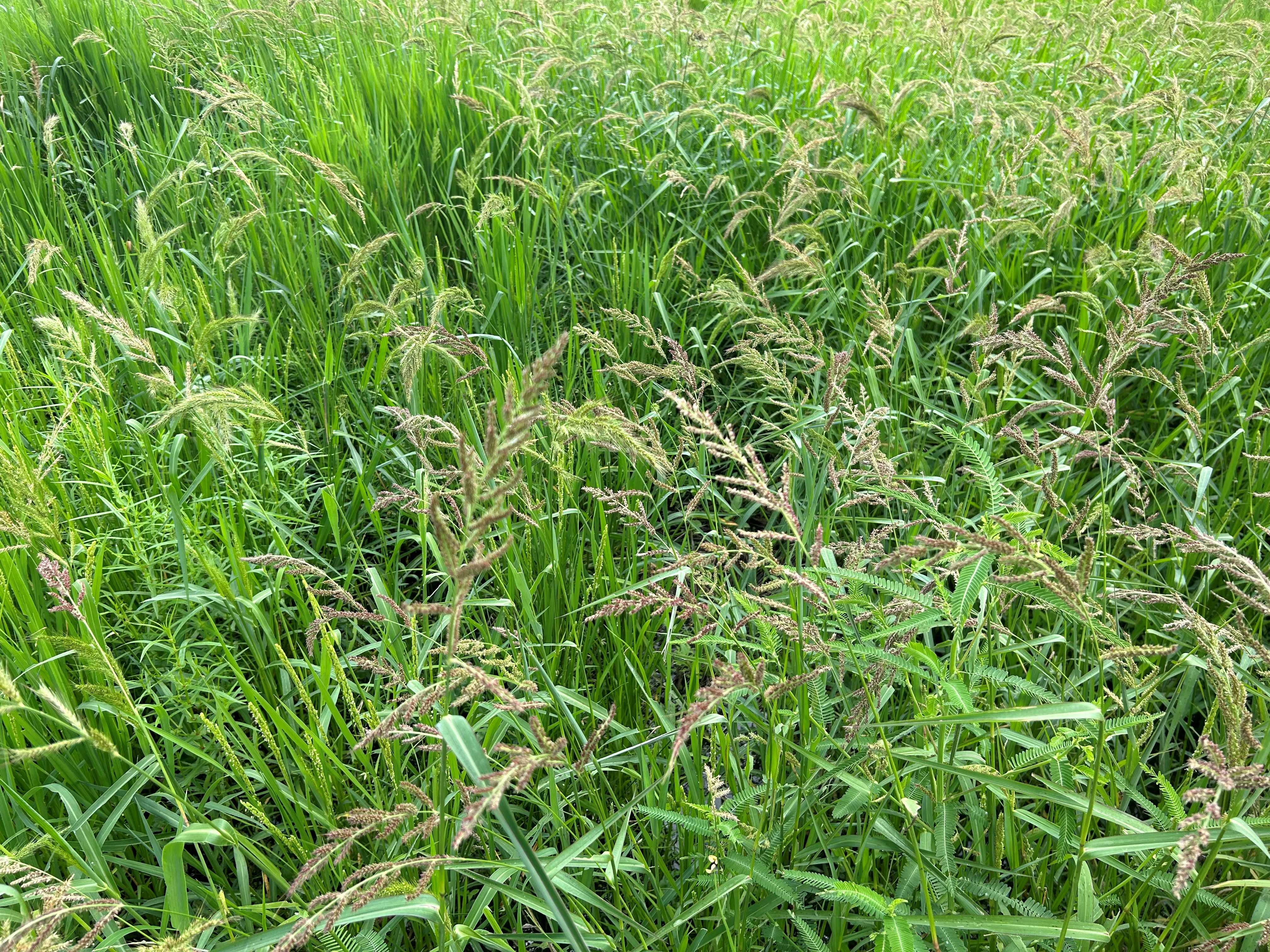 民宿灯台 小谷沼 米の放任栽培 | 民宿灯台 五浦岬公園 - 楽天ブログ