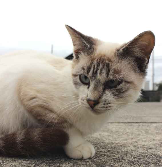 我が家のニャンコ♪2013/10/20-4