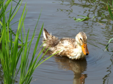 アイガモ　7.25　2016　ｐ