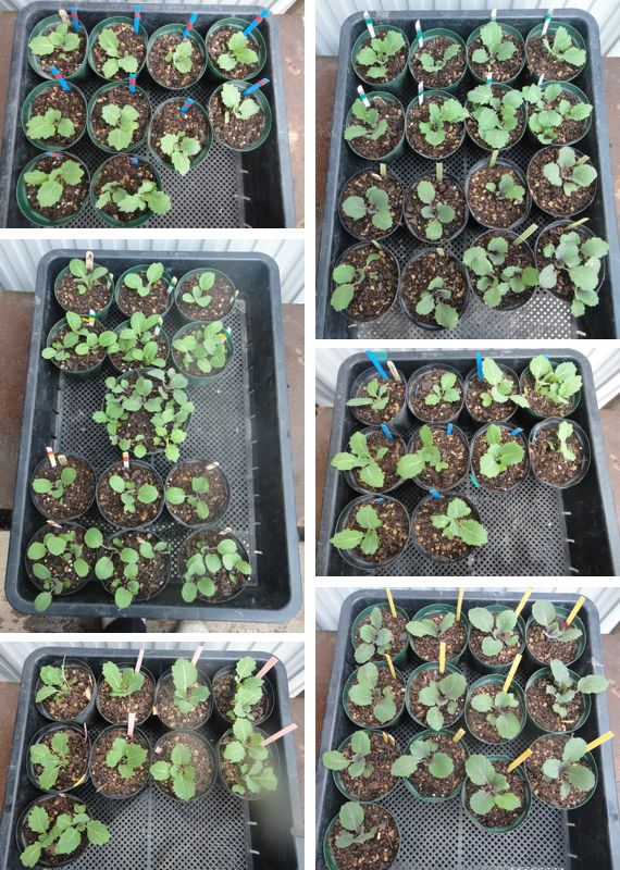 葉ボタンのポット上げ