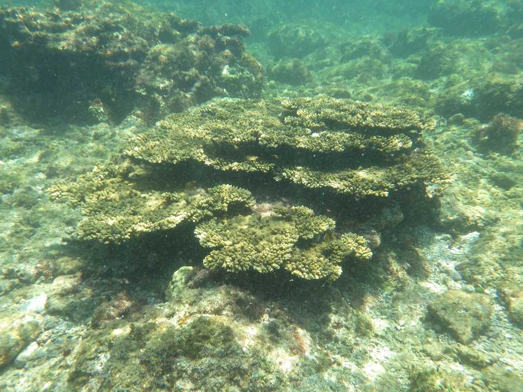 串本磯採集2020年8月下旬5　サンゴ礁