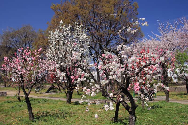 2014春の花_002-大阪城公園桃.jpg