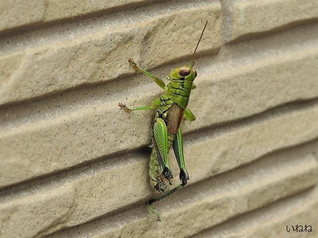 濃いピンク系統 180 単衣 バッタ 9号サイズ 飛蝗 昆虫 - 通販