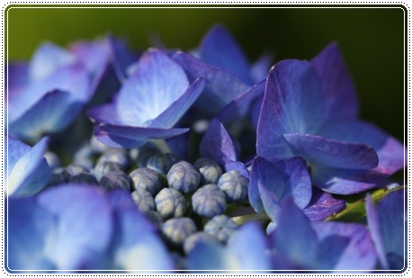 大乗寺丘陵公園-21 ハワイアンブルー 13.6.22