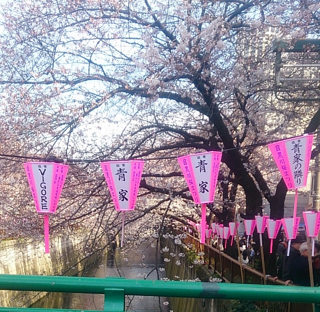 2015sakura