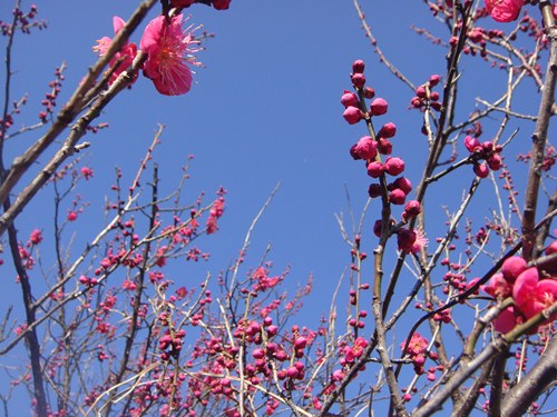 DSC04361_R.JPG
