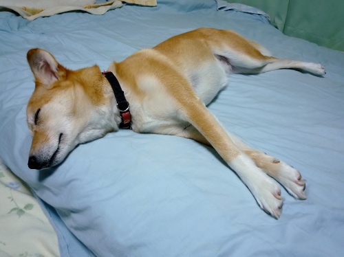 P1150315 (500x374).jpg