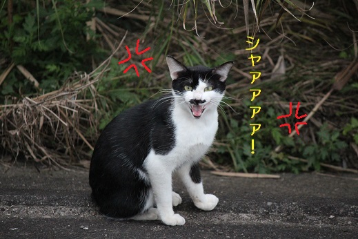 シャーッ
