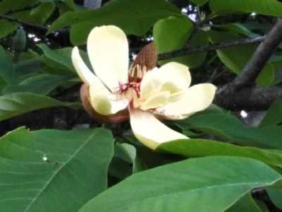 朴の花 四 季 折 々 俳 句 楽天ブログ