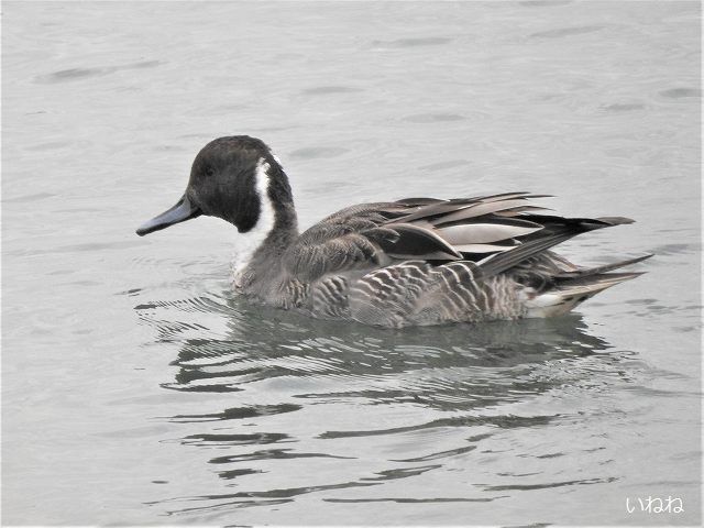 オナガガモ2019年12月17日