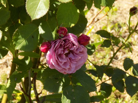 DSCN0504.JPG