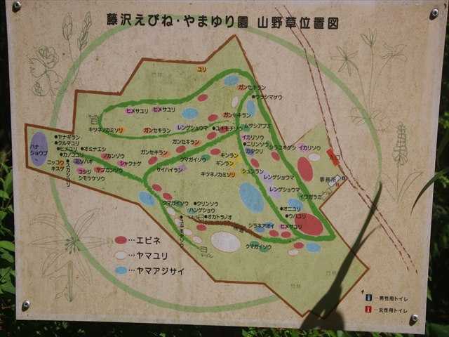 遠藤まほろばの里 藤沢えびね・やまゆり園のエビネ (その1) | おじん0523のヒロ散歩 - 楽天ブログ