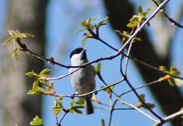 IMG_8824 (800x554).jpg