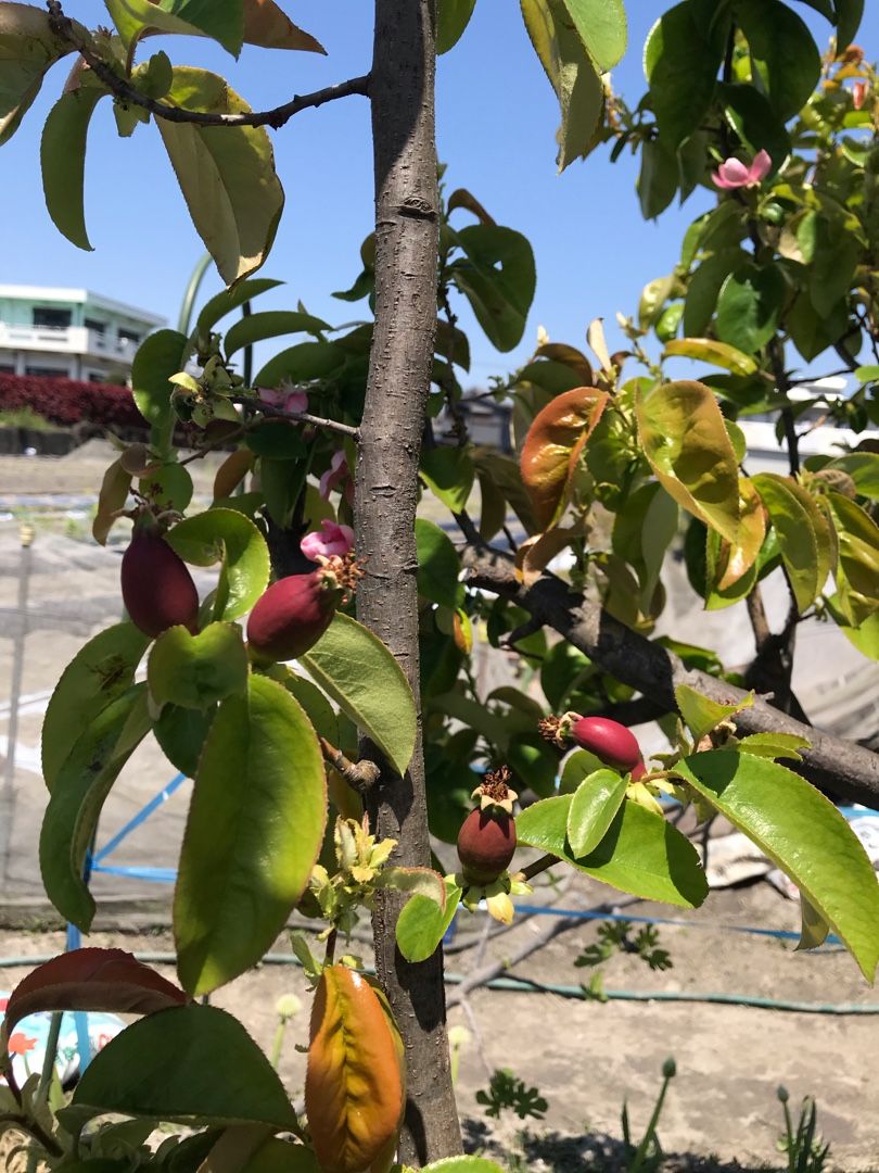 益虫のテントウムシと 害虫のテントウムシ 田中農業村 楽天ブログ