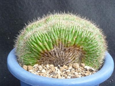 お正月らしいロイホワイオ | びびるタニサボ達 - 楽天ブログ