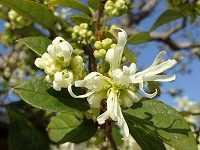 誕生花のないキクザキイチゲ 菊咲一華 の花言葉 静かな瞳 山辺を可憐に彩る 追憶 の花 弥生おばさんのガーデニングノート 花と緑の365日 楽天ブログ