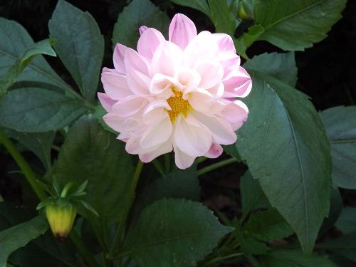 daria-pink-b.jpg