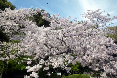 公園の桜　横.jpg