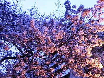 花見３.JPG