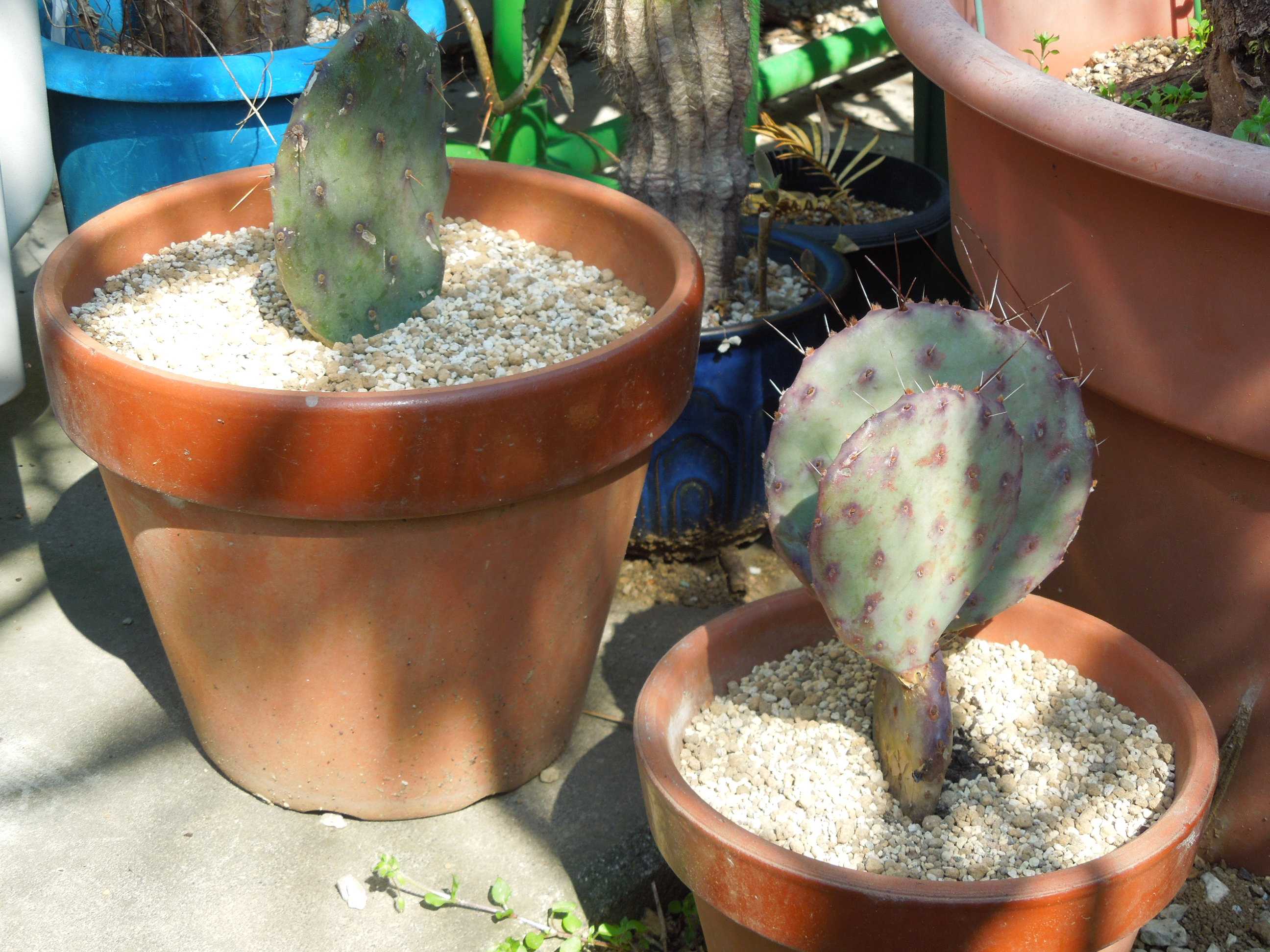 オプンチア マクロケントラ(Opuntia macrocentra) | 小平太1098のブログ - 楽天ブログ