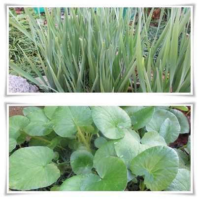 お庭 ランチ ラビットガーデンつれづれ便り 楽天ブログ