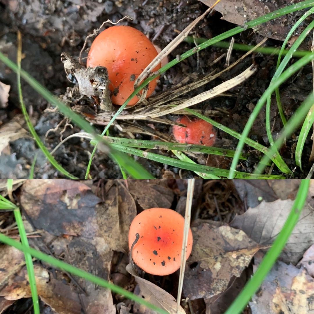 ヤマドリタケモドキ Papuchi Home 楽天ブログ