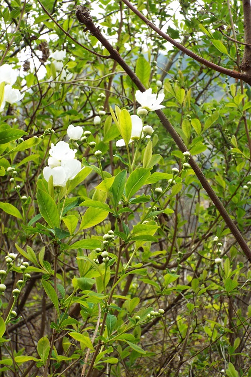 花の名不明の白い花