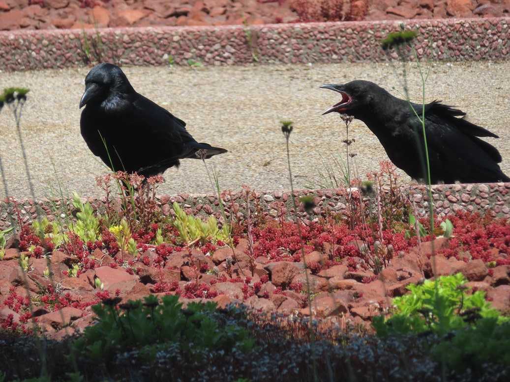 窓の外でカラスの特訓 札幌にて 楽天ブログ