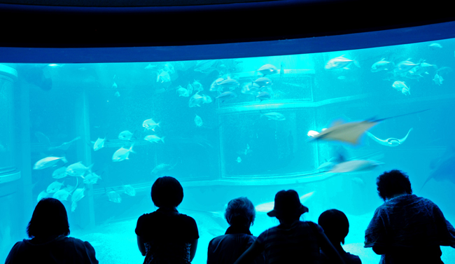 魚１