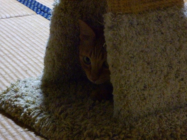 ただはいってるだけ