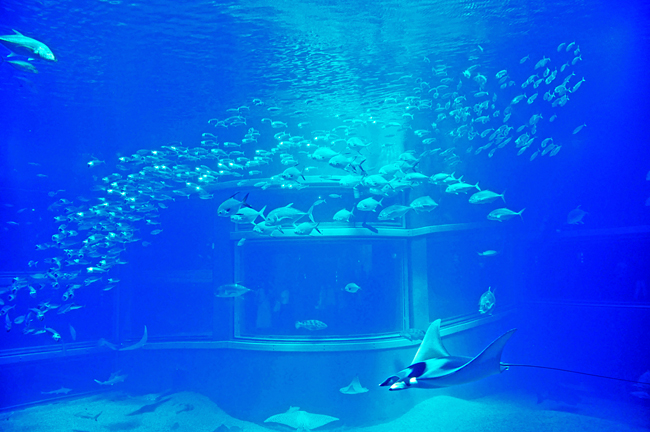 魚３