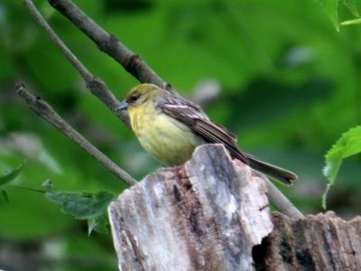 ミソサザイの羽色 | 花鳥いろいろ(四季の野鳥たちとの出会い)のブログ