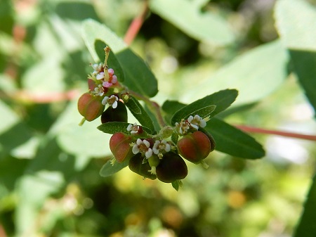 オオニシキソウ (2).JPG