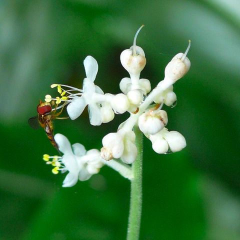 ヤブミョウガの花・ウイキペディア