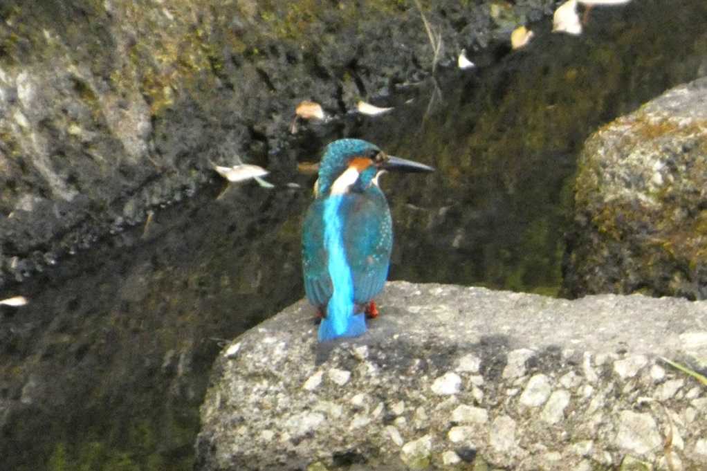 515