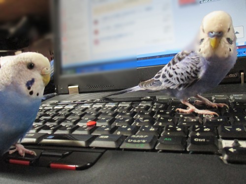 ひーぴー