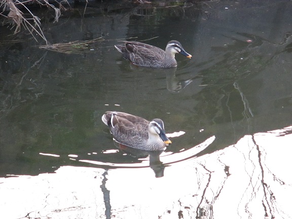 20130328#カルガモ夫婦2-5