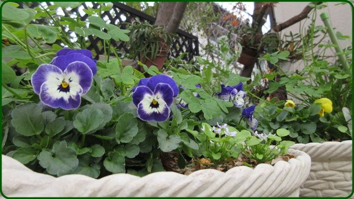 6ページ目の ビオラとパンジー 狭い庭を花いっぱいにする育て方 楽天ブログ