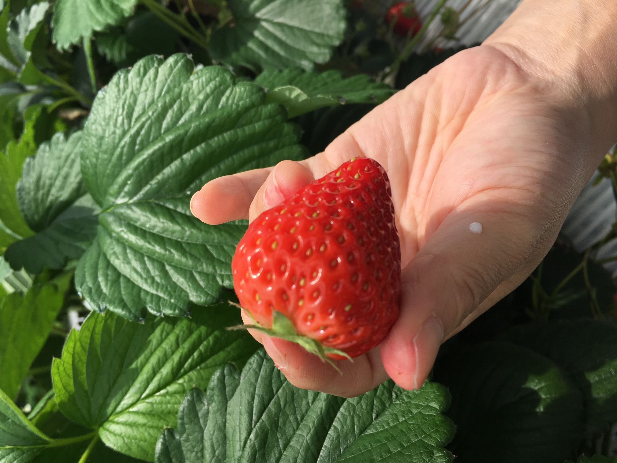 春の魅惑スウィーツ サザンシティホテルのブログ 楽天ブログ