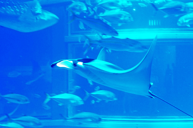魚１