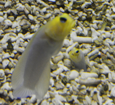 須磨水族館23