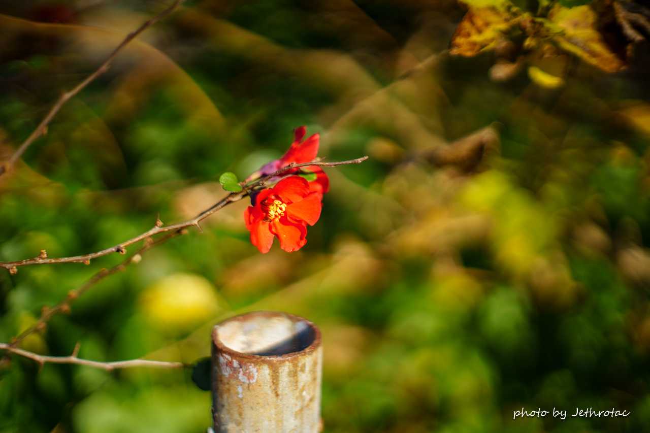 MC ROKKOR-PG 50mm F1.4」でplanarを辿る... | ♡ With My Cobby