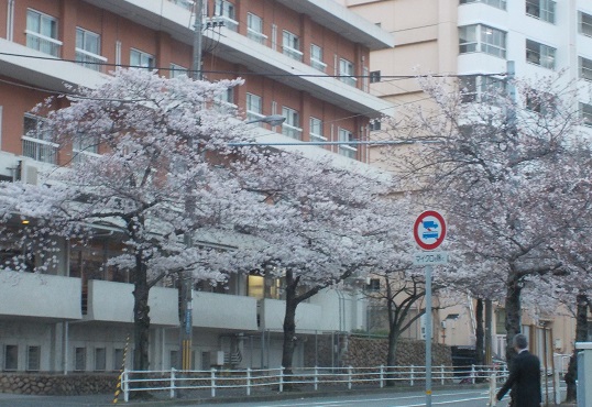 宇治川桜並木