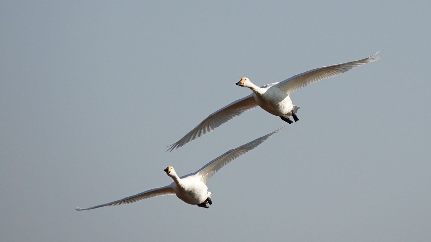 本埜 白鳥の郷 ハクチョウ飛行隊 アウトドア親爺の徒然日記 楽天ブログ