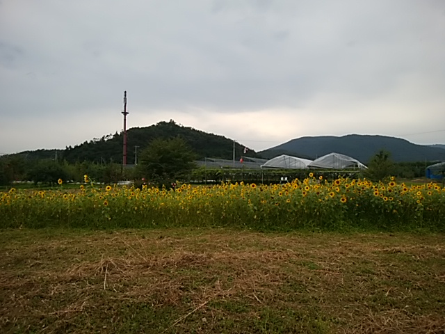 IMG_20171002_151246.jpg