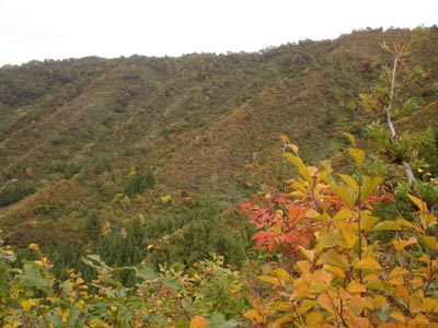 山